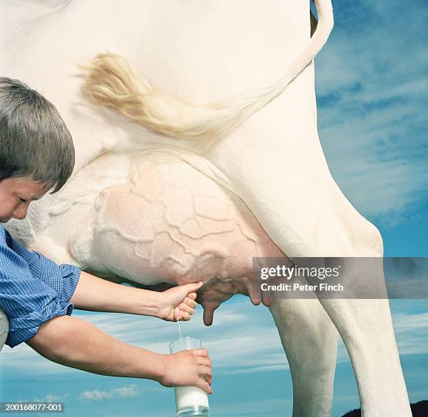 boy (10-12) milking cow, side view, close-up - milking farm ストックフォトと画像