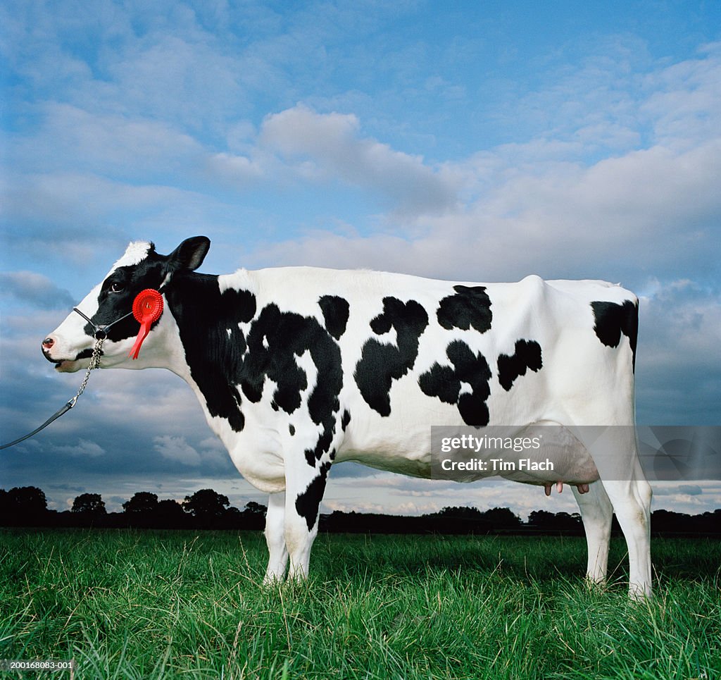 Cow standing in field, first place rosette on halter, side view