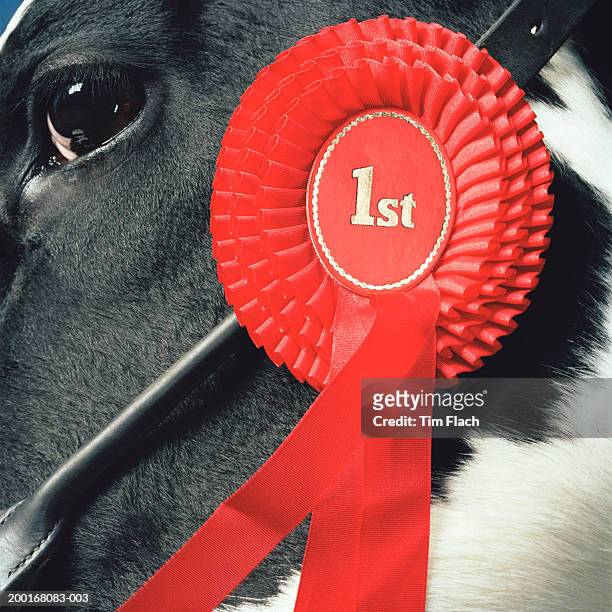cow in field, first place rosette on halter, side view, close-up - tim flach stock-fotos und bilder