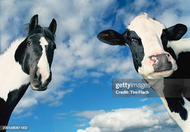 horse and cow in field, ears pricked, close-up - kopf an kopf stock-fotos und bilder