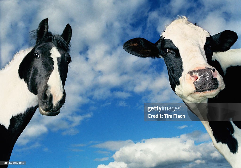 Horse and cow in field, ears pricked, close-up