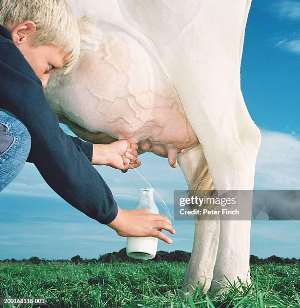 boy (10-12) milking cow, aiming udder at bottle, side view, close-up - stoneplus8 stock pictures, royalty-free photos & images