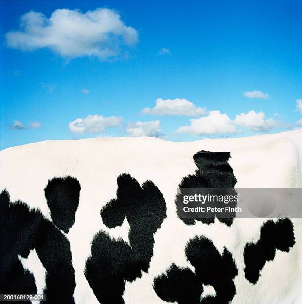 holstein-friesian cow, side view, close-up of coat - rindsleder stock-fotos und bilder