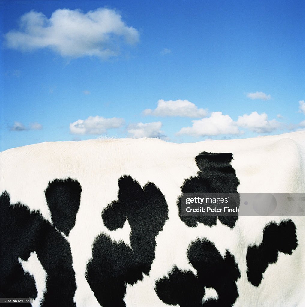 Holstein-Friesian cow, side view, close-up of coat