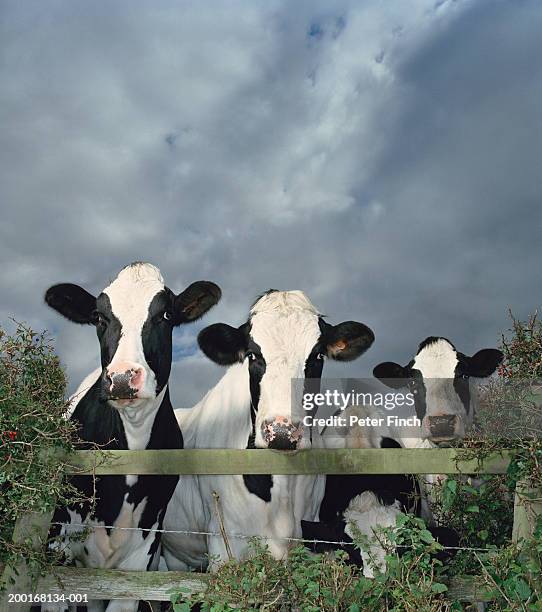 herd of holstein-friesian cows standing behind fence, close-up - stoneplus8 stock pictures, royalty-free photos & images