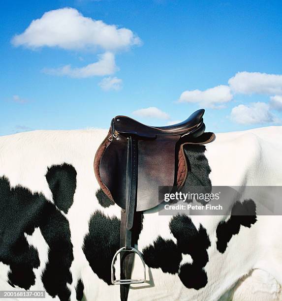 holstein-friesian cow wearing saddle, close-up - stoneplus8 stock pictures, royalty-free photos & images