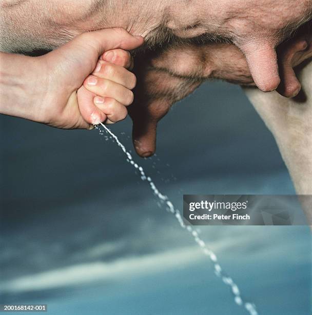 man milking cow, close-up of hand squeezing teet - squirting stock pictures, royalty-free photos & images