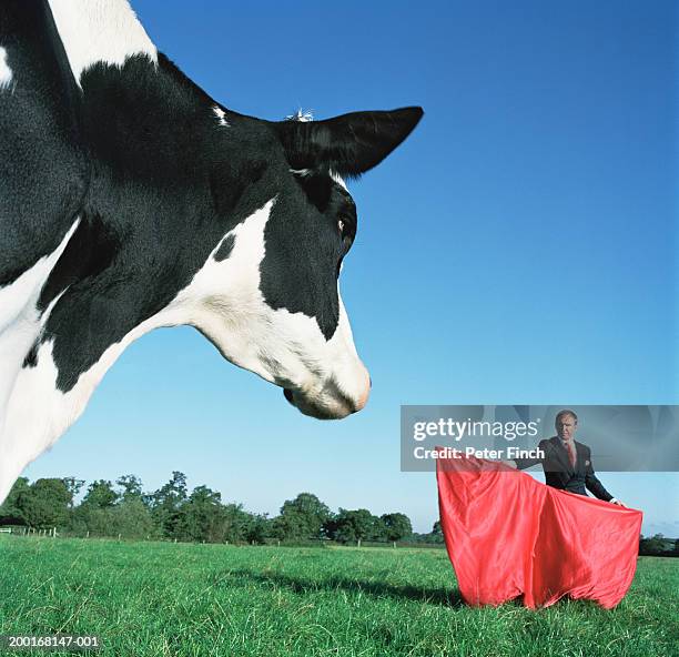 cow in field, by businessman holding matador cape, close-up of cow - stoneplus8 stock pictures, royalty-free photos & images