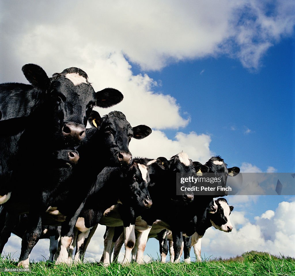 Herd of cows standing side by side in field, low angle view