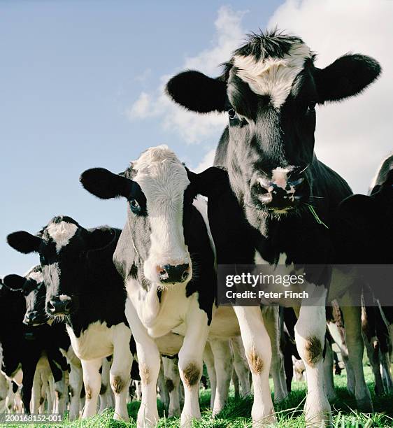 herd of cows standing in field, low angle view, close-up - stoneplus8 stock pictures, royalty-free photos & images