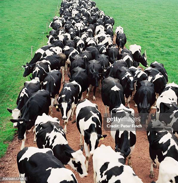 herd of holstein-friesian cows on path in field, elevated view - friesian cattle 個照片及圖片檔