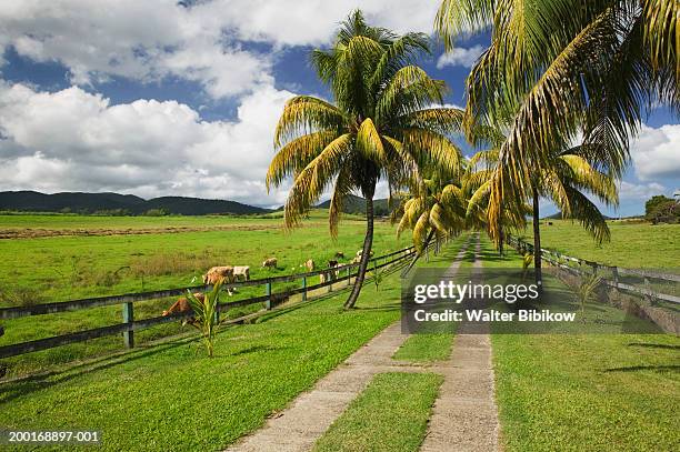 french west indies, guadeloupe, sainte rose, drive lined with palms - sainte rose guadeloupe photos et images de collection