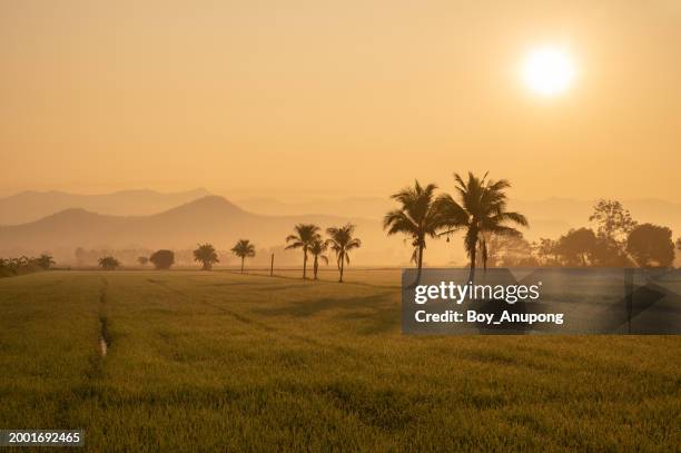 beautiful landscape in the countryside of thailand after sunrise. - food silhouette stock pictures, royalty-free photos & images