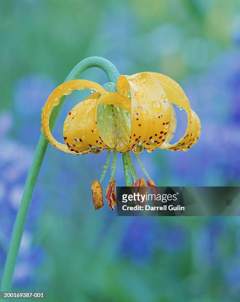 tiger lily (lilium columbianum) with dew drops - tiger lily flower foto e immagini stock