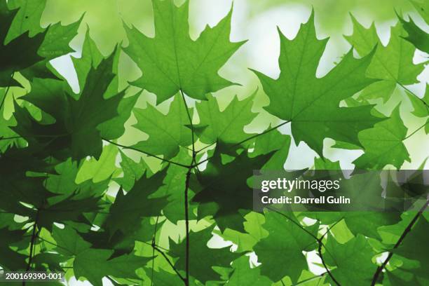 sugar maple leaves (acer saccharum) - maple tree stock pictures, royalty-free photos & images