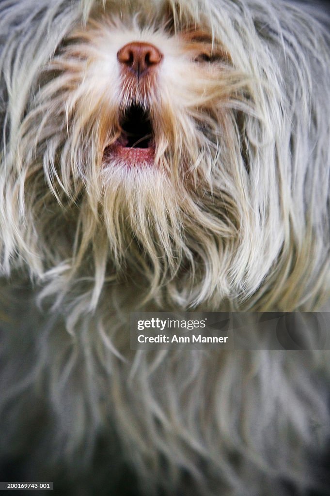 Dog barking, close-up (blurred motion)