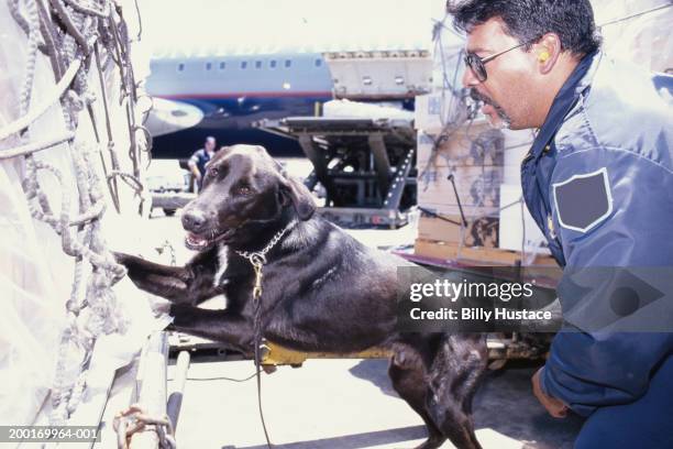 male customs officer with dog, outdoors at airport - funcionário de alfândega imagens e fotografias de stock