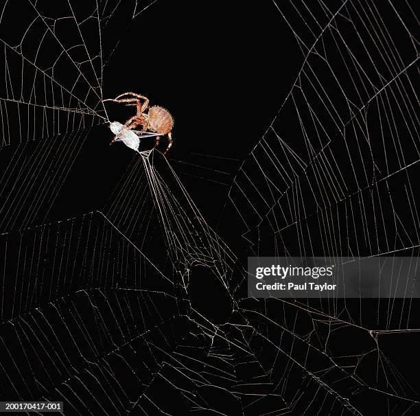 Spider Spinning A Web Photos and Premium High Res Pictures - Getty Images