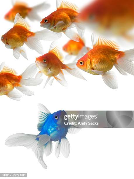blue goldfish (carassius auratus) looking at orange goldfish - carassius auratus auratus stock pictures, royalty-free photos & images