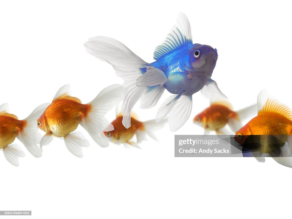 Blue goldfish (Carassius auratus) swimming away from orange goldfish
