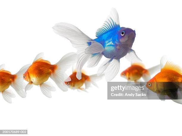 blue goldfish (carassius auratus) swimming away from orange goldfish - carassius auratus auratus stock pictures, royalty-free photos & images