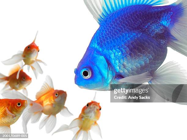 large blue goldfish (carassius auratus) looking at smaller goldfish - carassius auratus auratus stock pictures, royalty-free photos & images