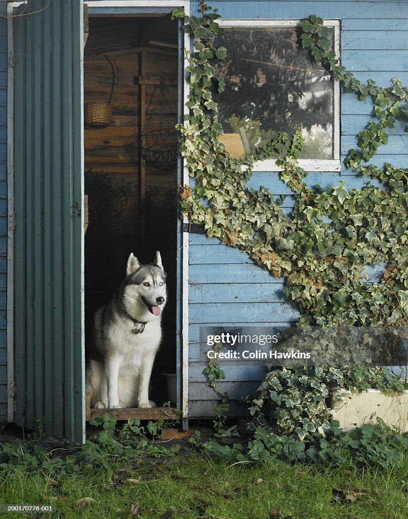 Siberian husky in doorway of shed