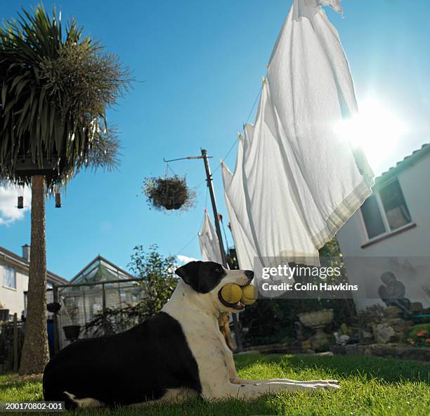 dog sitting on grass below washing on line, tennis balls in mouth - stoneplus9 ストックフォトと画像