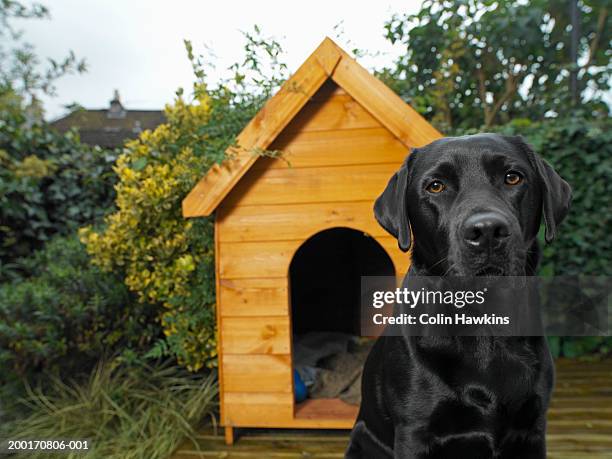 dog sitting outside kennel in garden, close-up (focus on dog) - dog house stock-fotos und bilder