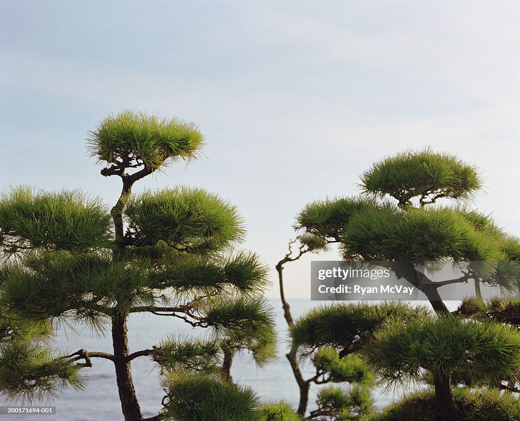 Japanese white pine tree (Pinus parviflora) canopy, sea in background
