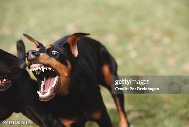 doberman attacking black labrador, close-up - animals attacking stock pictures, royalty-free photos & images