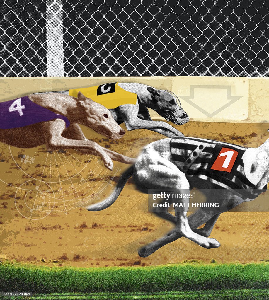 Greyhounds on race track, side view (sepia tone and black and white)