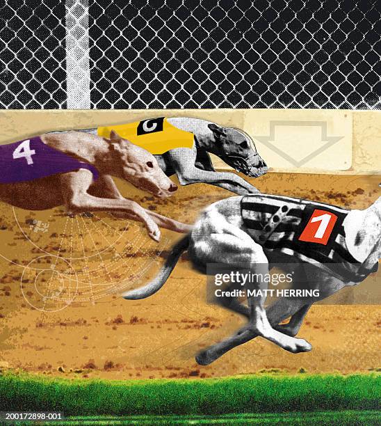 greyhounds on race track, side view (sepia tone and black and white) - greyhound track stock pictures, royalty-free photos & images