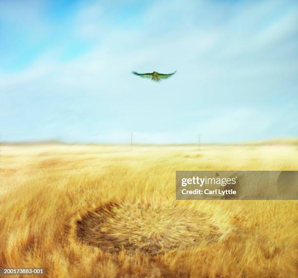 hawk hovering in air above field (digital enhancement) - círculo nas plantações - fotografias e filmes do acervo