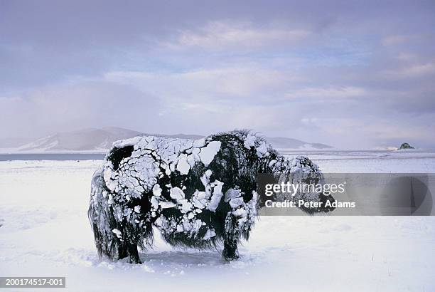 yak covered in snow, profile - yak stockfoto's en -beelden