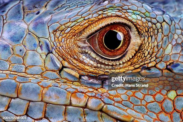 iguana (iguana iguana) eye, close-up - animal scale stock-fotos und bilder