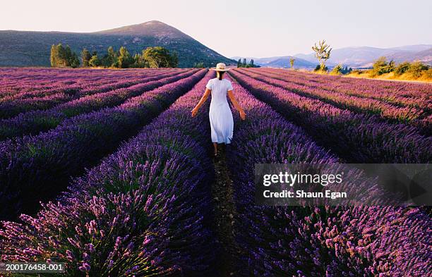 woman walking through lavender field (lavendula sp.), rear view - provenza alpes costa azul fotografías e imágenes de stock