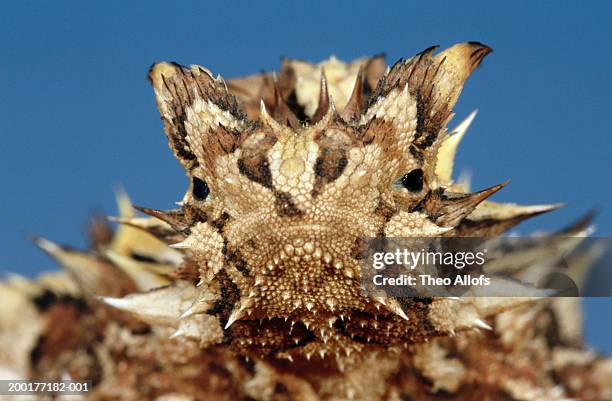 thorny devil (moloch horridus), close-up - thorny devil lizard stock pictures, royalty-free photos & images