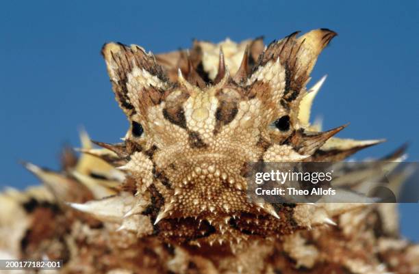 thorny devil (moloch horridus), close-up - diabo espinhoso imagens e fotografias de stock