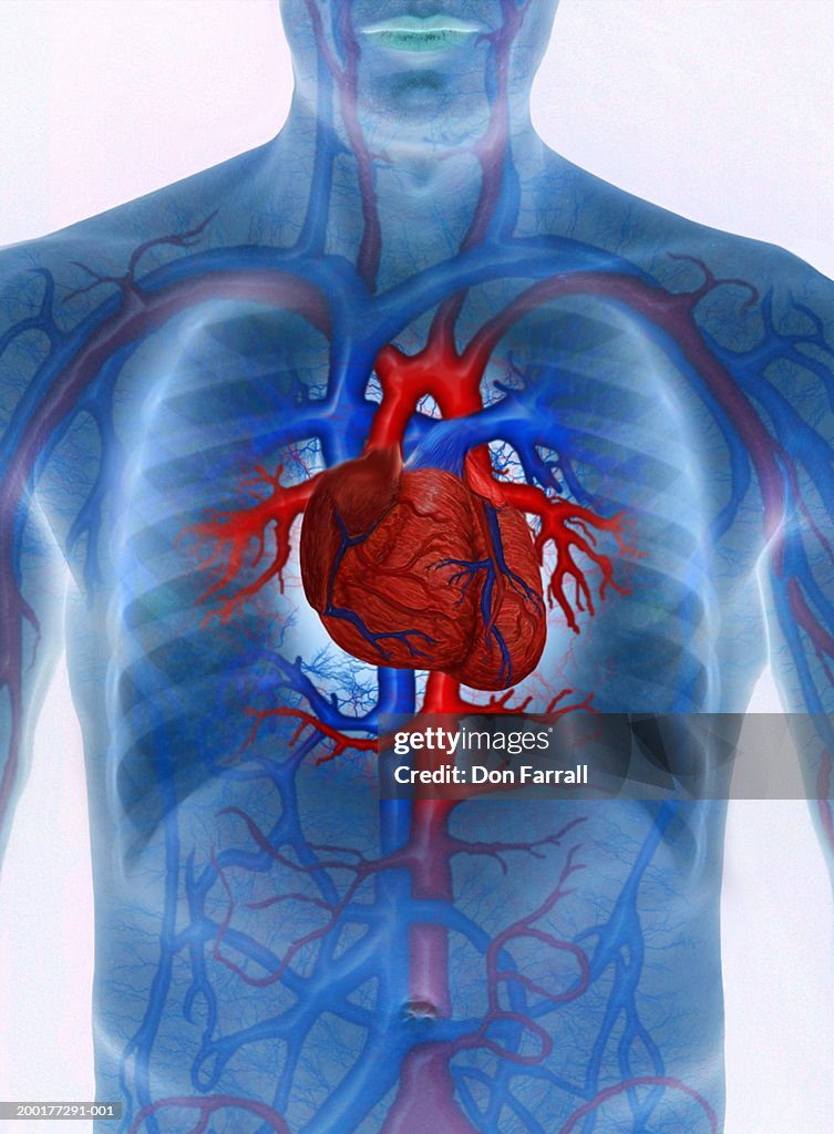 Man with enhanced cardiovascular system (Digital Composite)