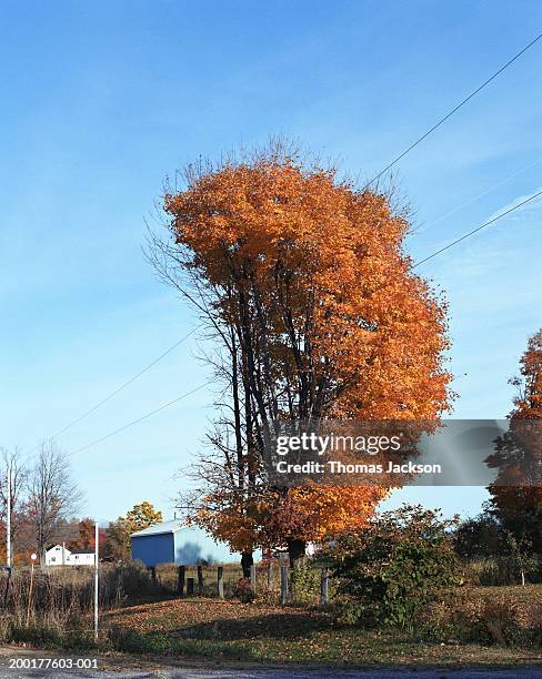 partially bare tree in autumn - stoneplus11 stock-fotos und bilder