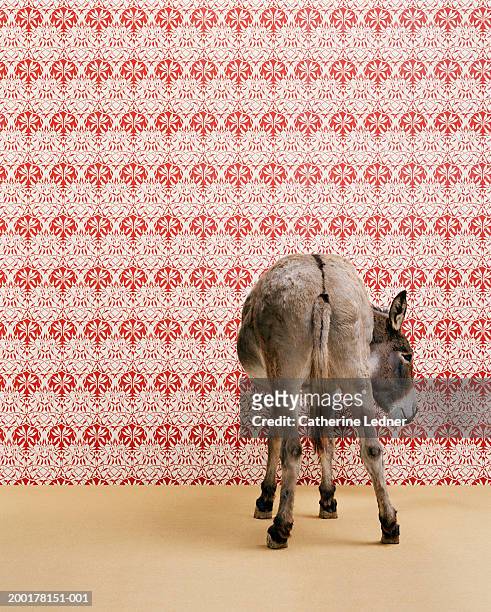 donkey (equua asinus) standing in studio, wallpaper in background - donkey stock-fotos und bilder