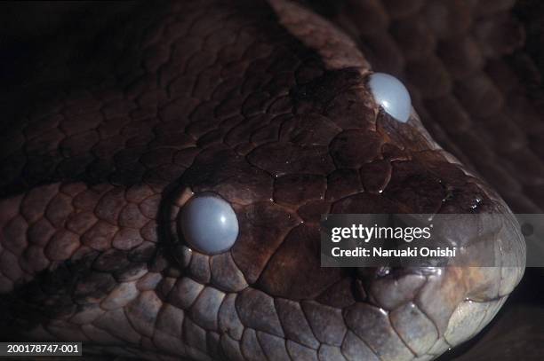 anaconda (eunectes murinus), close-up - オオヘビ ストックフォトと画像