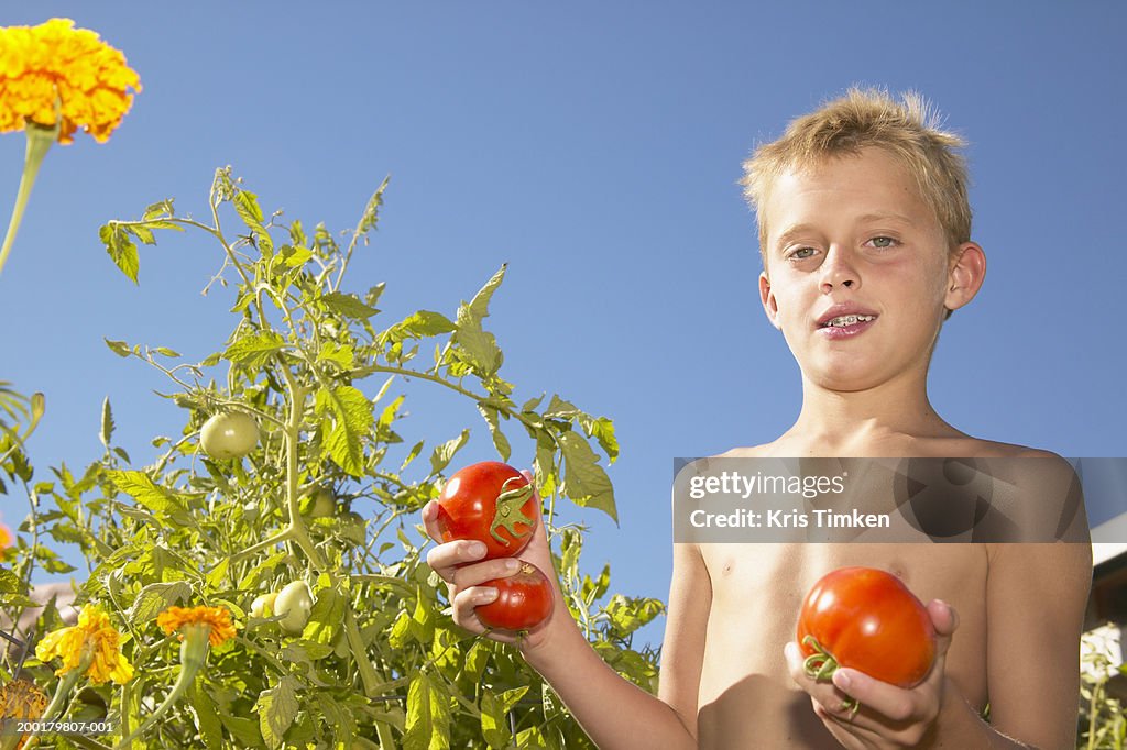 Boy (8-10) picking tomatoes in garden, portrait