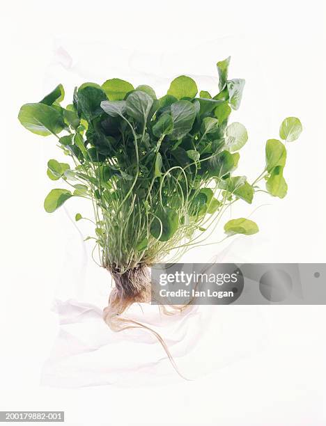 watercress on paper towel, overhead view - watercress stock pictures, royalty-free photos & images