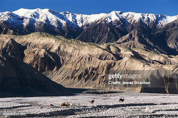 china, xinjiang province, bactrian camels in valley - 1996 stock pictures, royalty-free photos & images