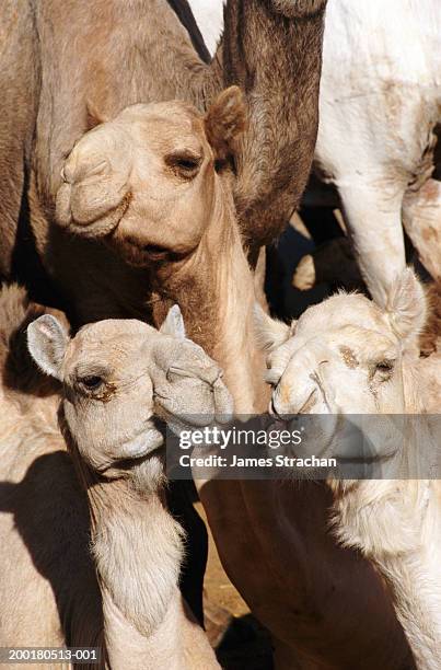 herd of camels (camelus sp.), close-up - herbivorous ストックフォトと画像