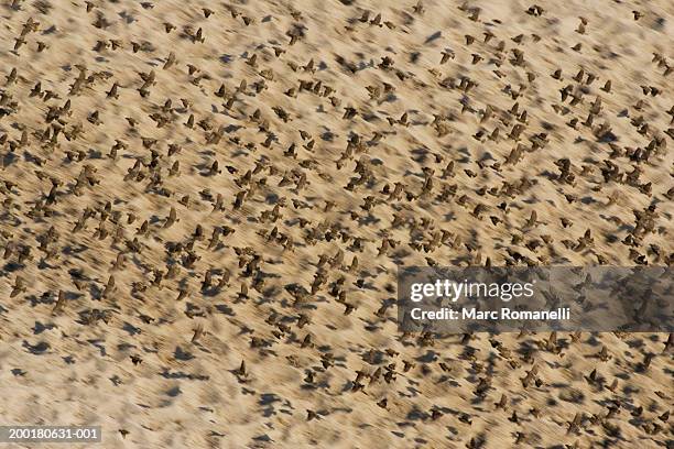 swarm of red billed quelea (quelea quelea) - red billed queleas stock pictures, royalty-free photos & images