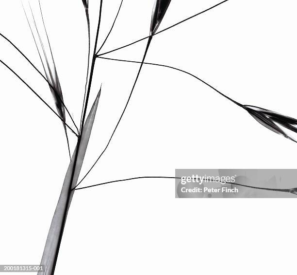 grass, close-up (b&w, photogram) - photogramm stock-fotos und bilder