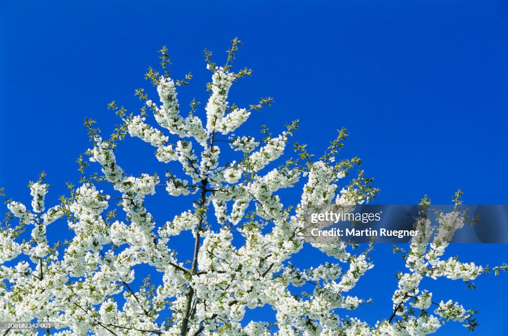 Cherry tree (Prunus sp.) in bloom, low angle view